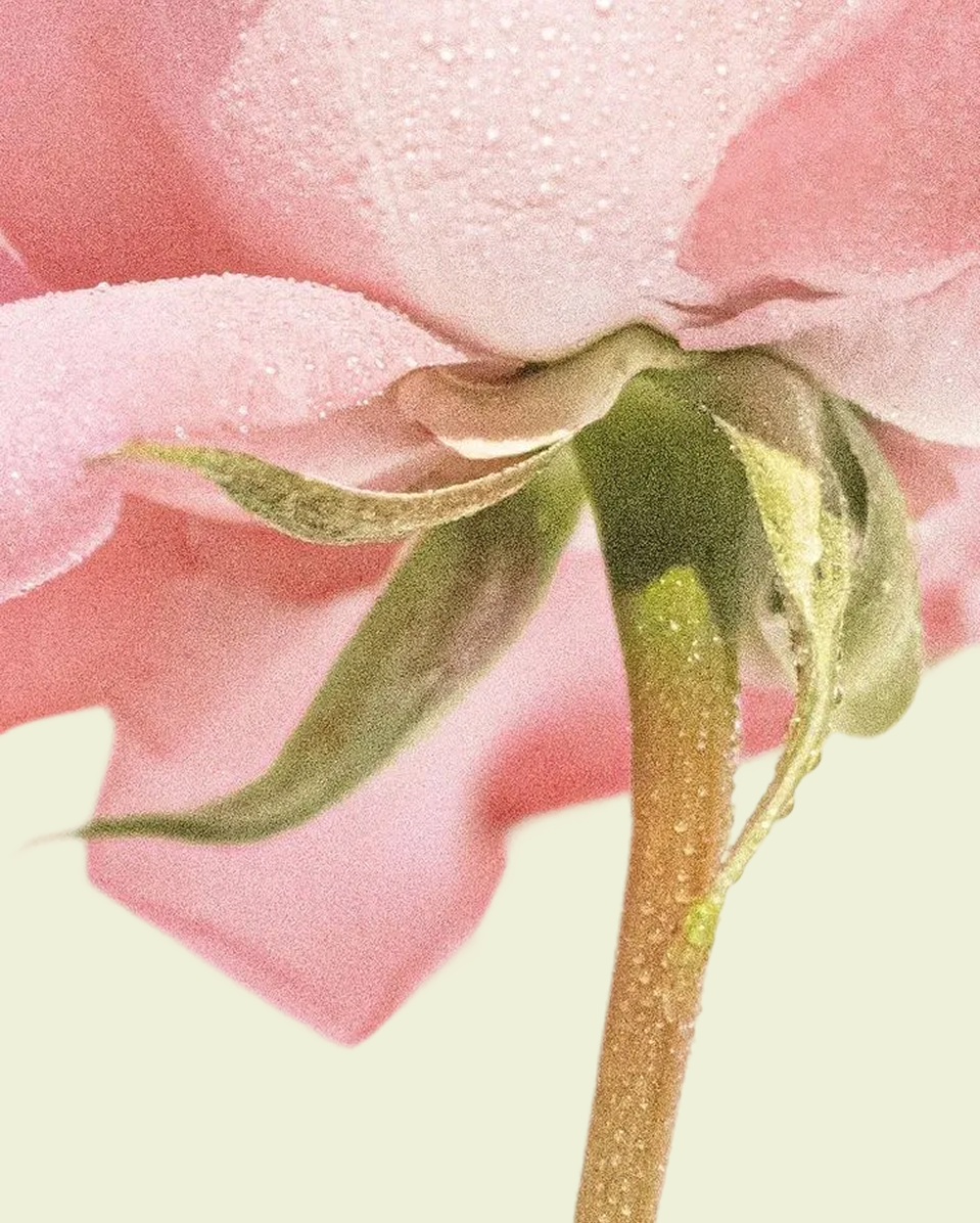 Готовая витрина